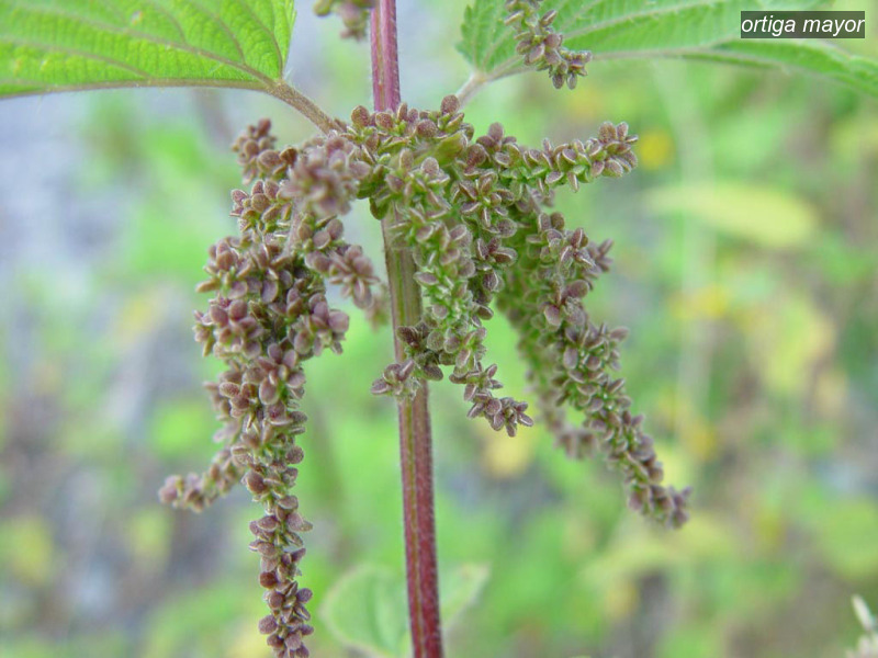 ortiga mayor urtica dioica grote brandnetel06