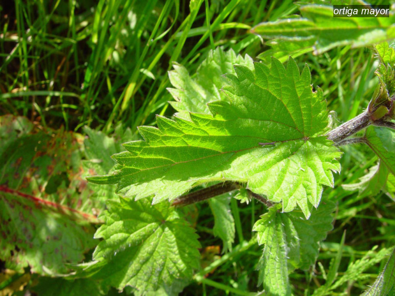 ortiga mayor urtica dioica grote brandnetel09
