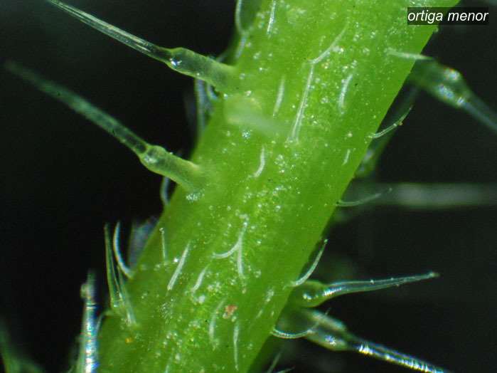 ortiga menor1