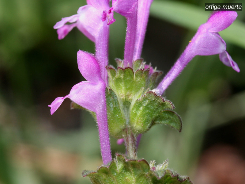 ortiga muerta lamium amplexicaule 0916