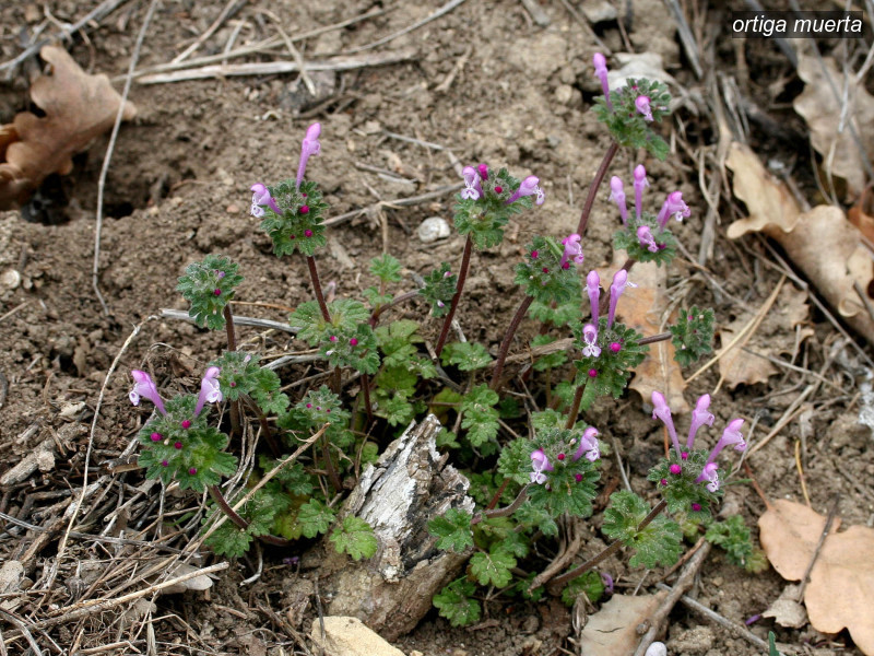 ortiga muerta lamium amplexicaule 8255