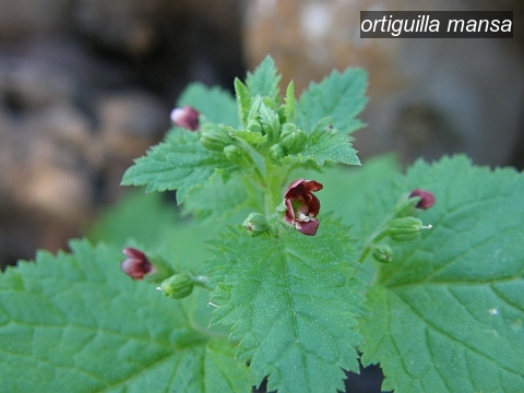 ortiguilla mansa0