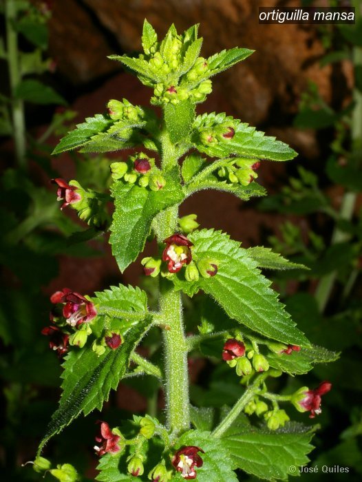 ortiguilla mansa1