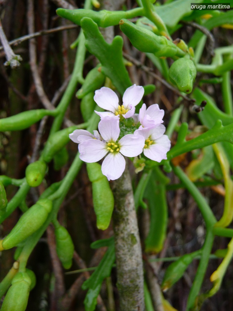 oruga maritima0 oruga maritima0
