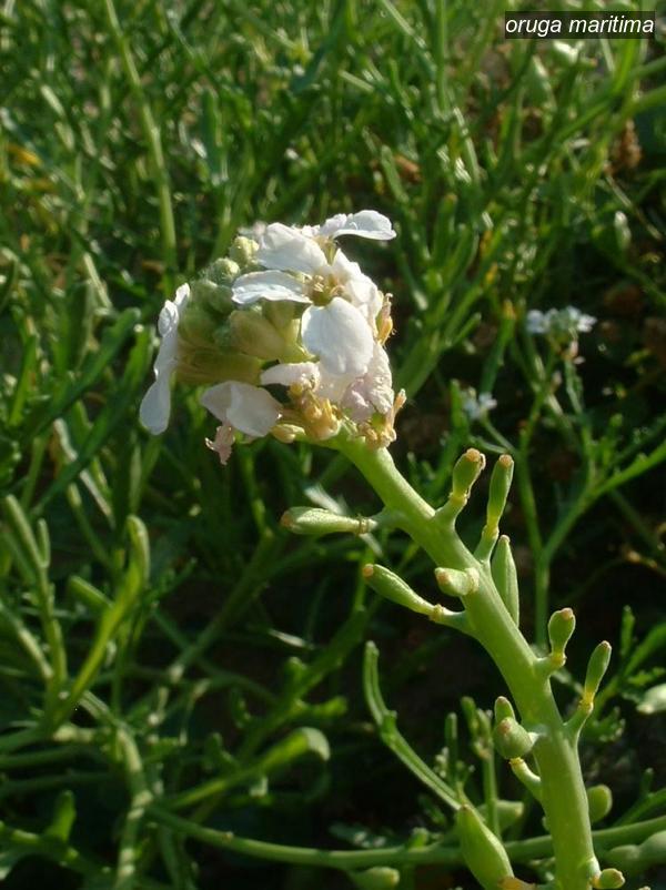 oruga maritima1 oruga maritima1