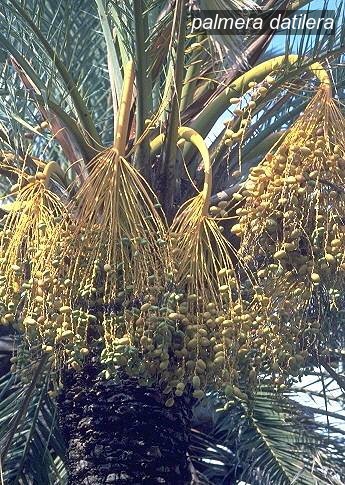 palmera datilera9