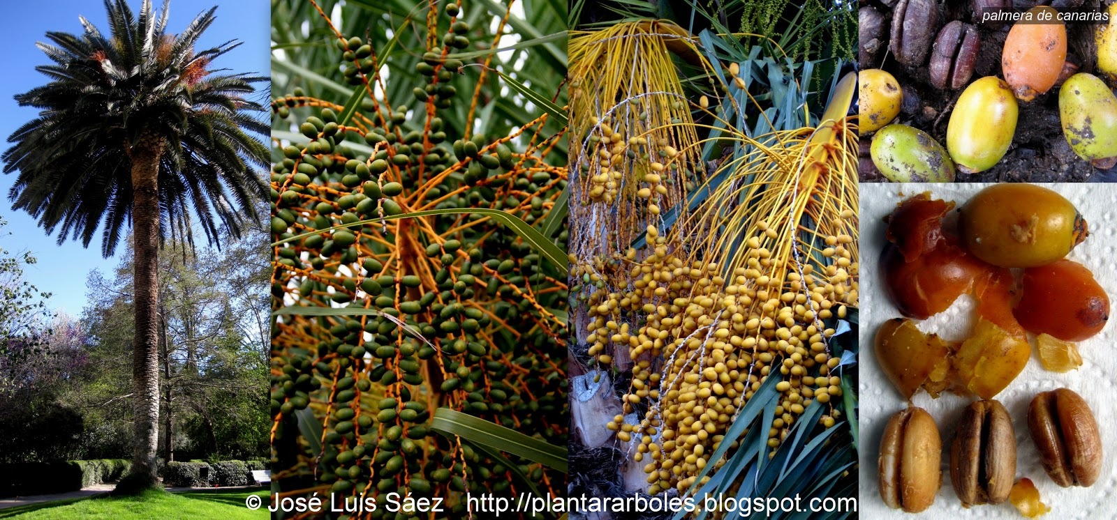 Palmera de Canarias Phoenix canariensis