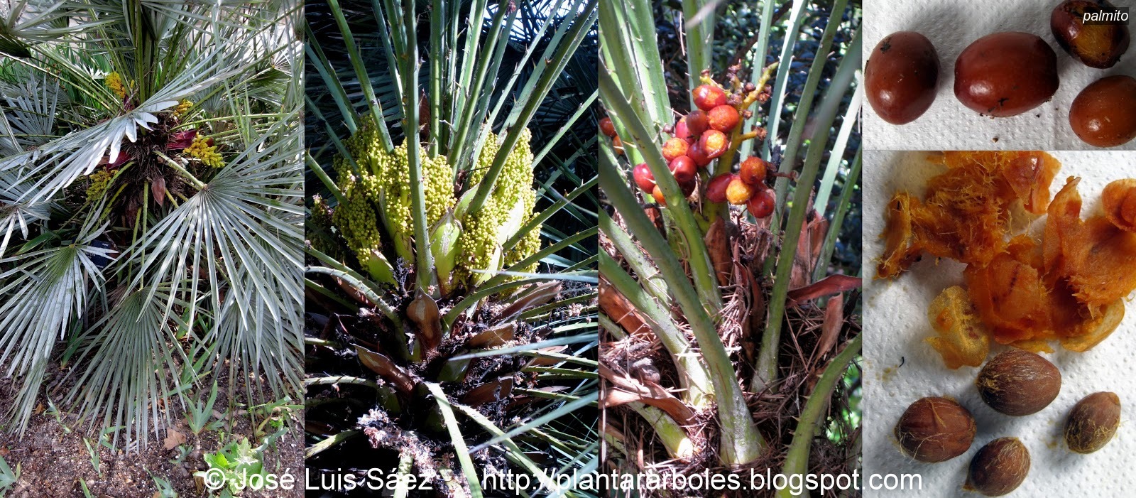 Palmito Chamaerops humilis Palmito Chamaerops humilis