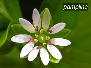 pamplina0 pamplina0