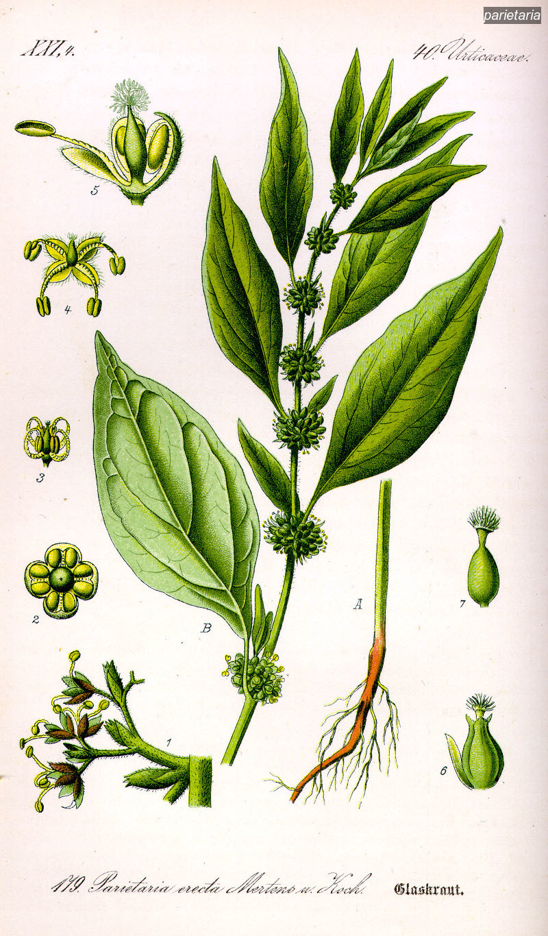 parietaria1