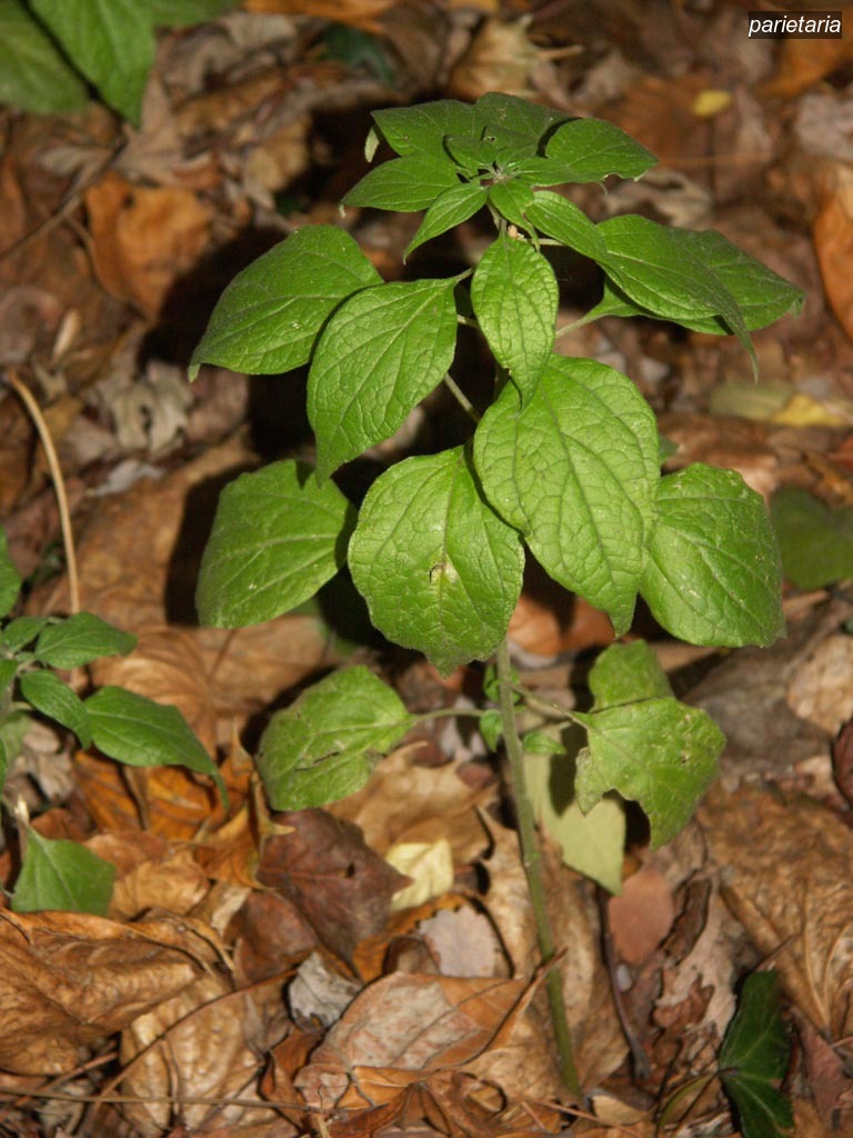 parietaria2