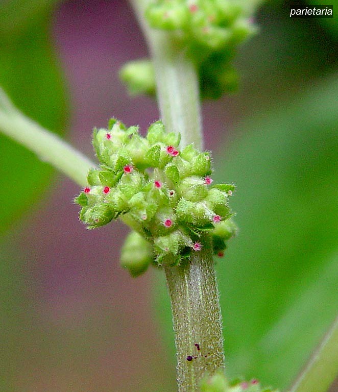 parietaria3