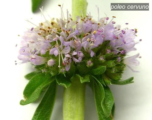 poleo cervuno1 poleo cervuno1
