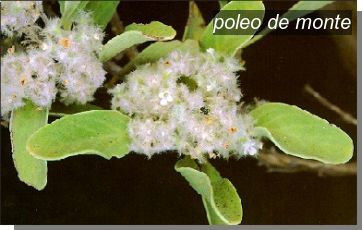 poleo de monte0 poleo de monte0