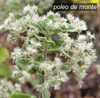 poleo de monte2 poleo de monte2