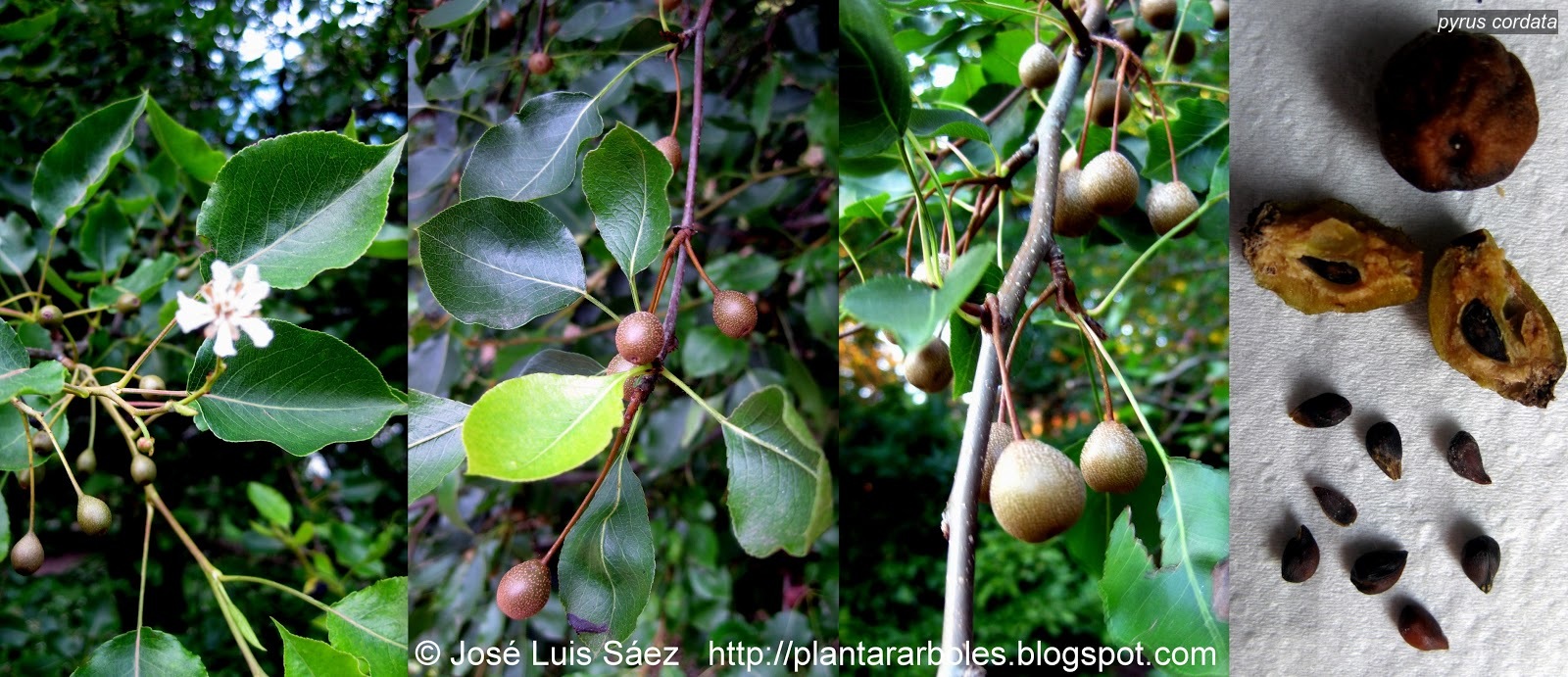 Pyrus cordata
