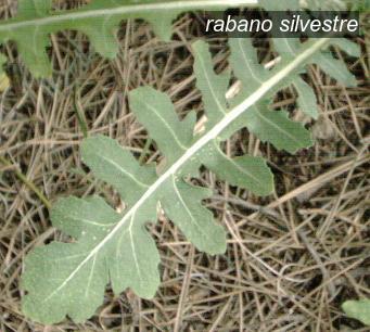 rabano silvestre0 rabano silvestre0
