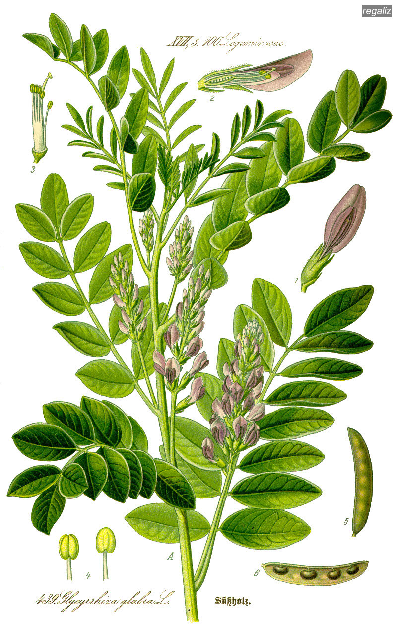 regaliz0