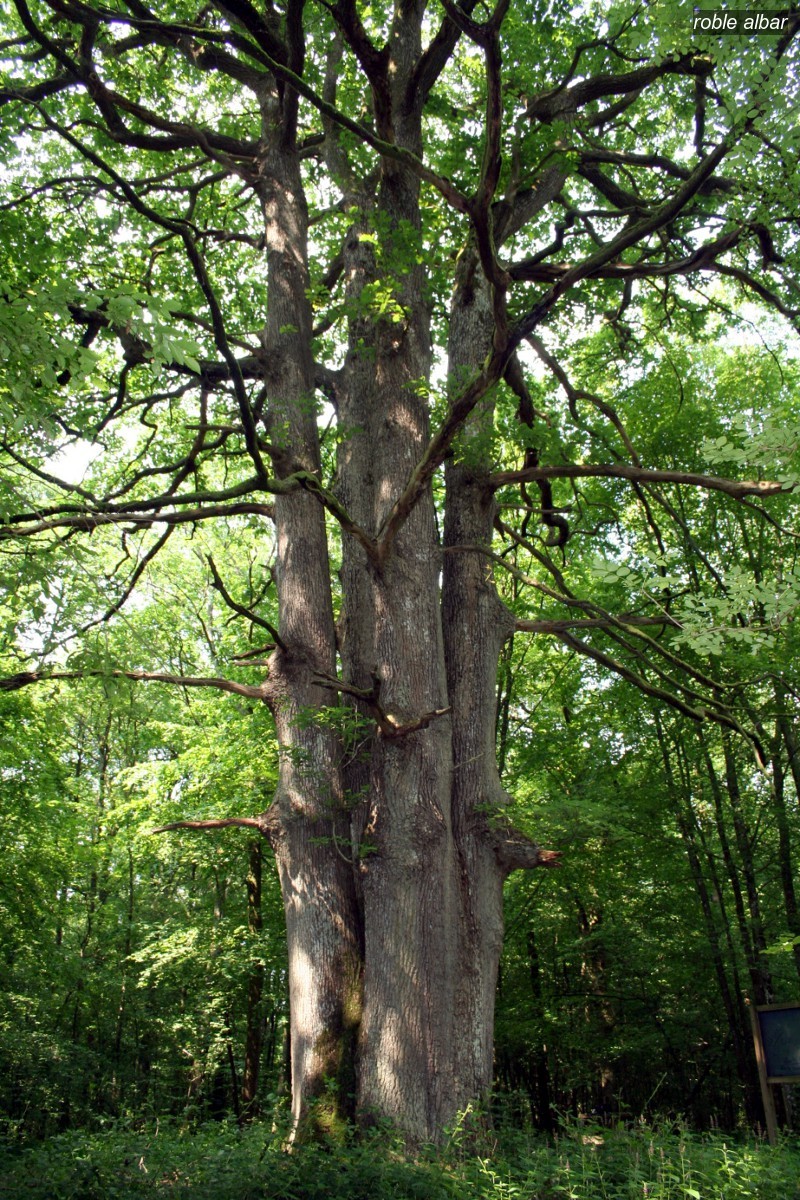 roble albar1 roble albar1