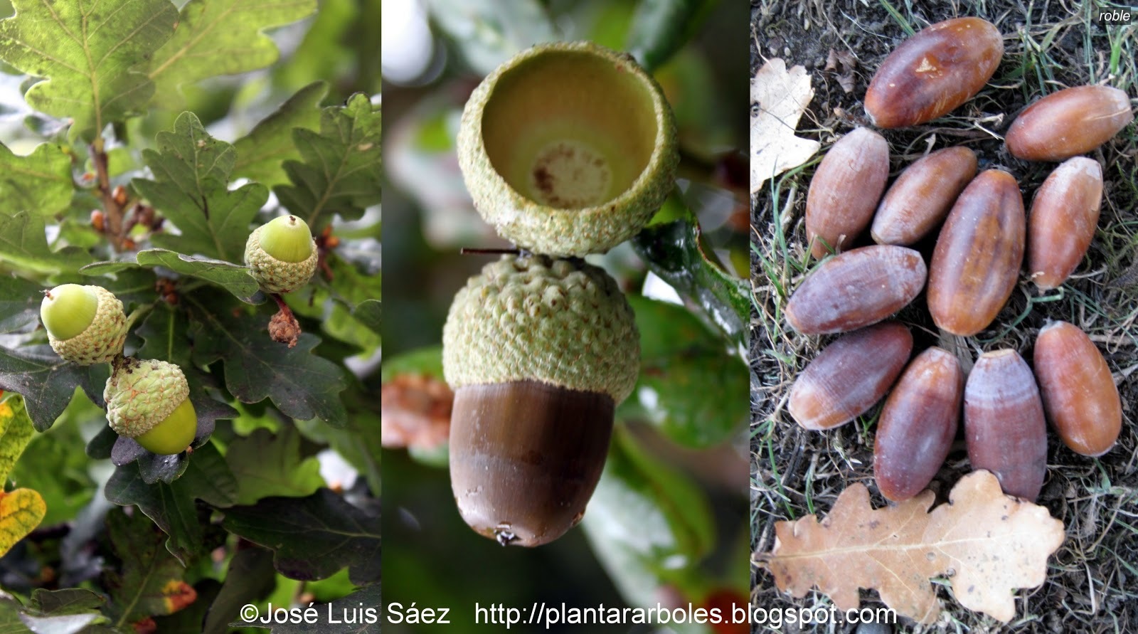 Roble Robur Quercus