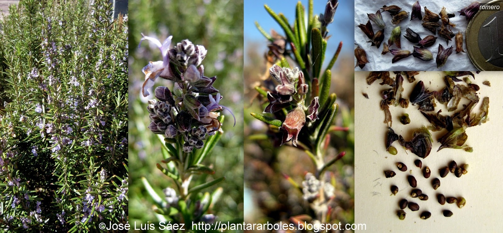 Romero Rosmarinus officinalis