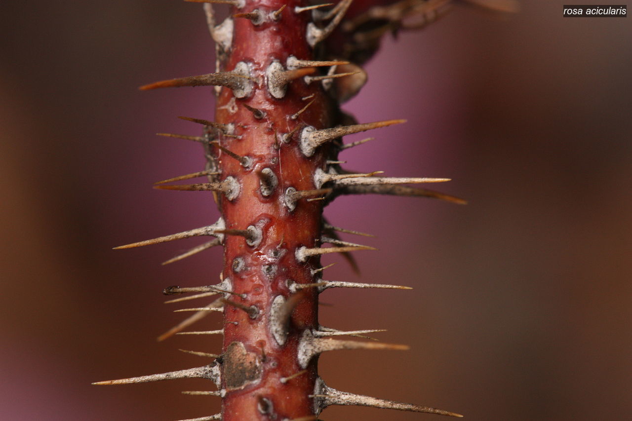 rosa acicularis0 rosa acicularis0