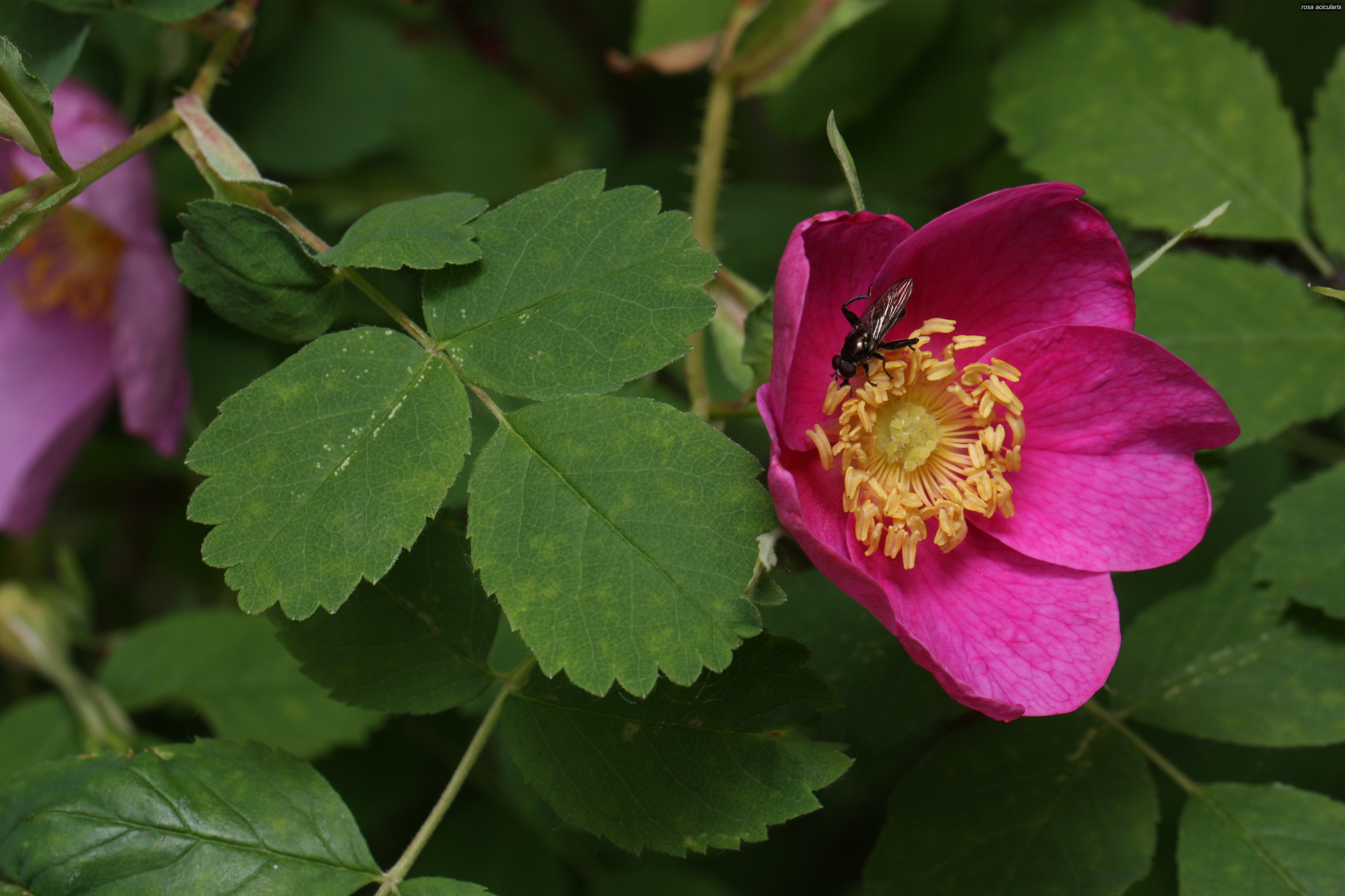 rosa acicularis1 rosa acicularis1