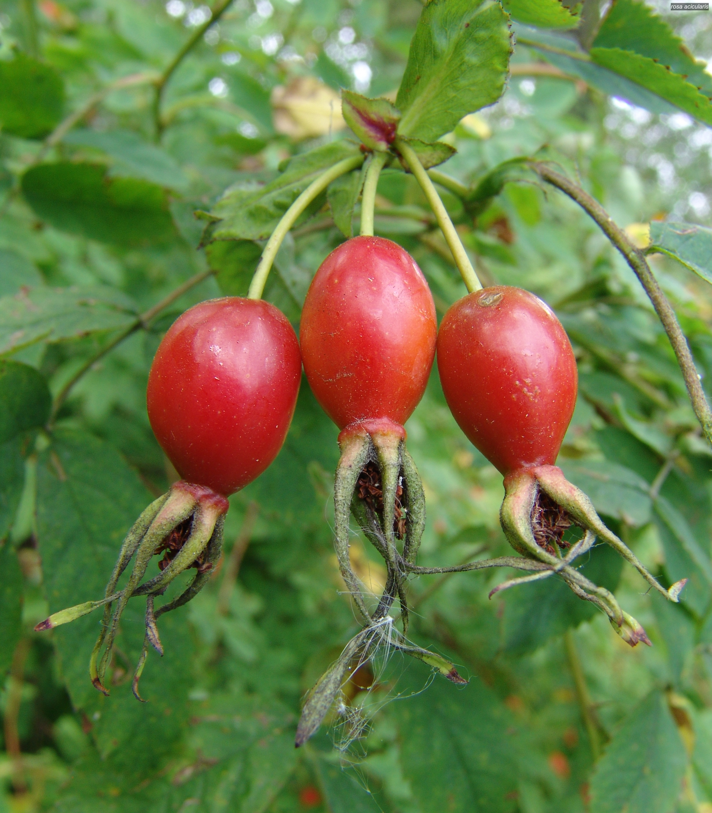 rosa acicularis2 rosa acicularis2