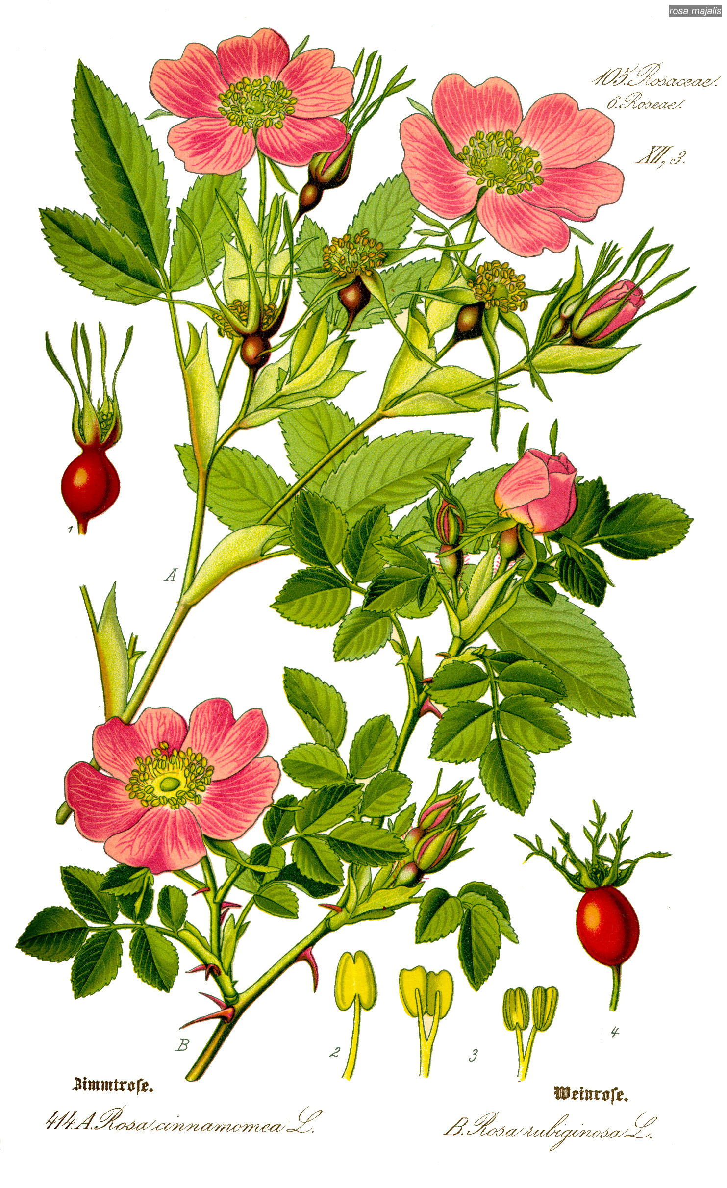 rosa majalis0 rosa majalis0