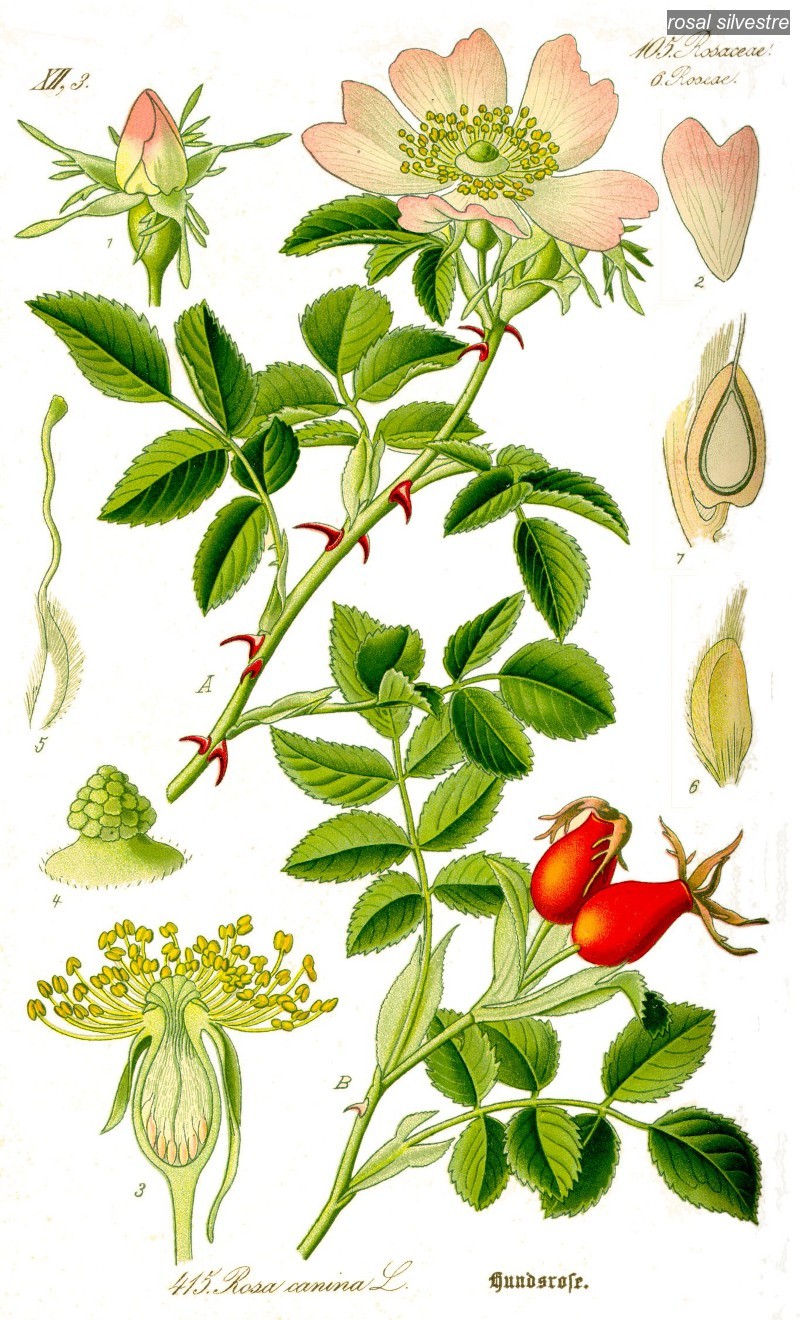 rosal silvestre0 rosal silvestre0