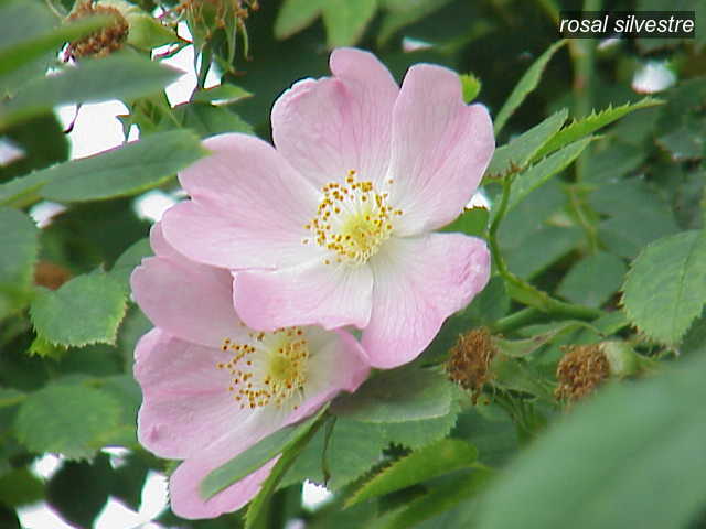 rosal silvestre1 rosal silvestre1