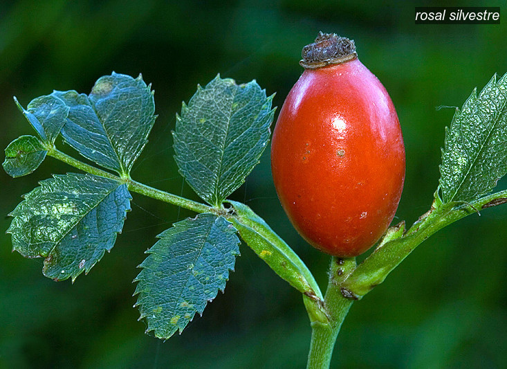 rosal silvestre2 rosal silvestre2