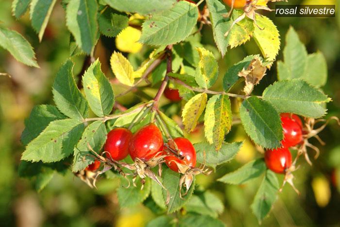 rosal silvestre9 rosal silvestre9