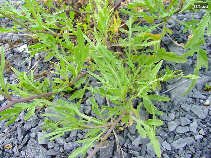 rucula diplotaxis tenuifolia grote zandkool04