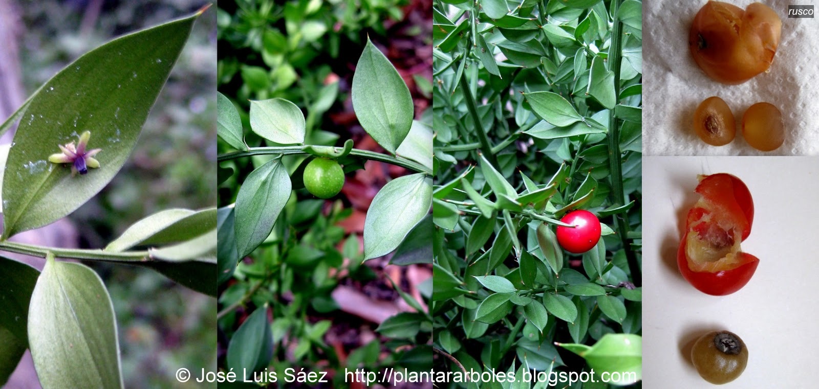 Rusco ruscus aculeatus Rusco ruscus aculeatus