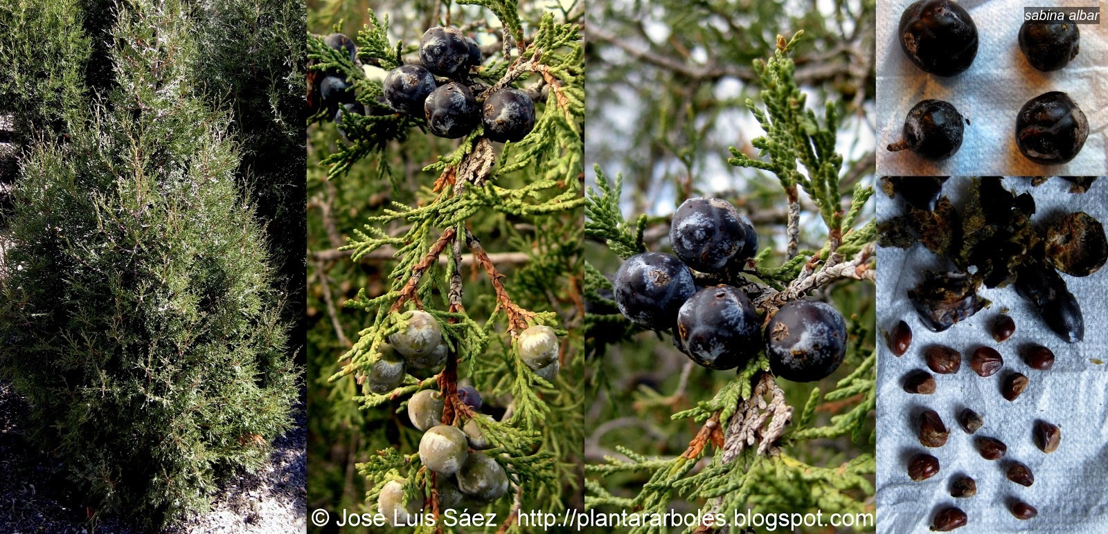 Sabina Albar Juniperus thurifera