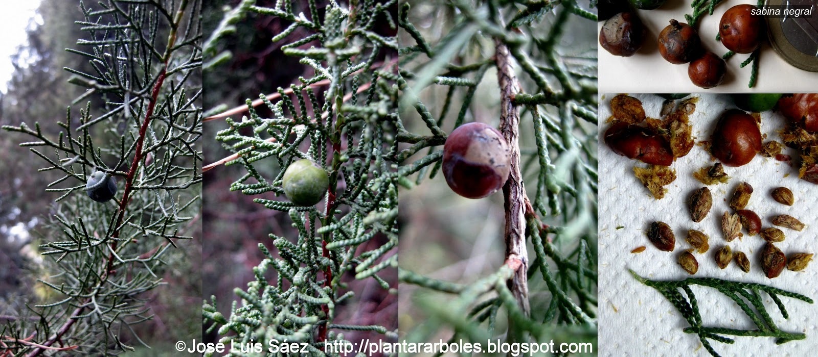Sabina Negral Juniperus phoenicea