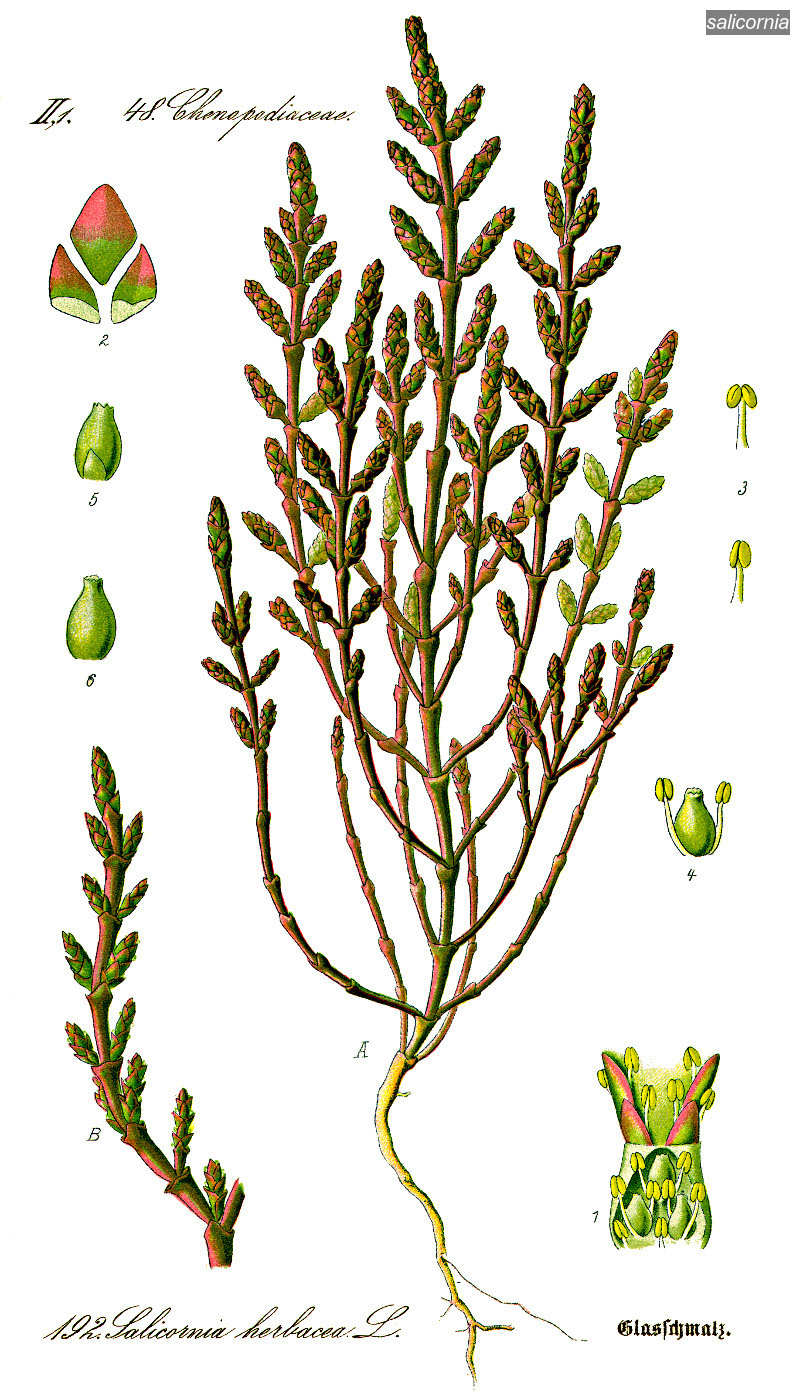 salicornia0 salicornia0
