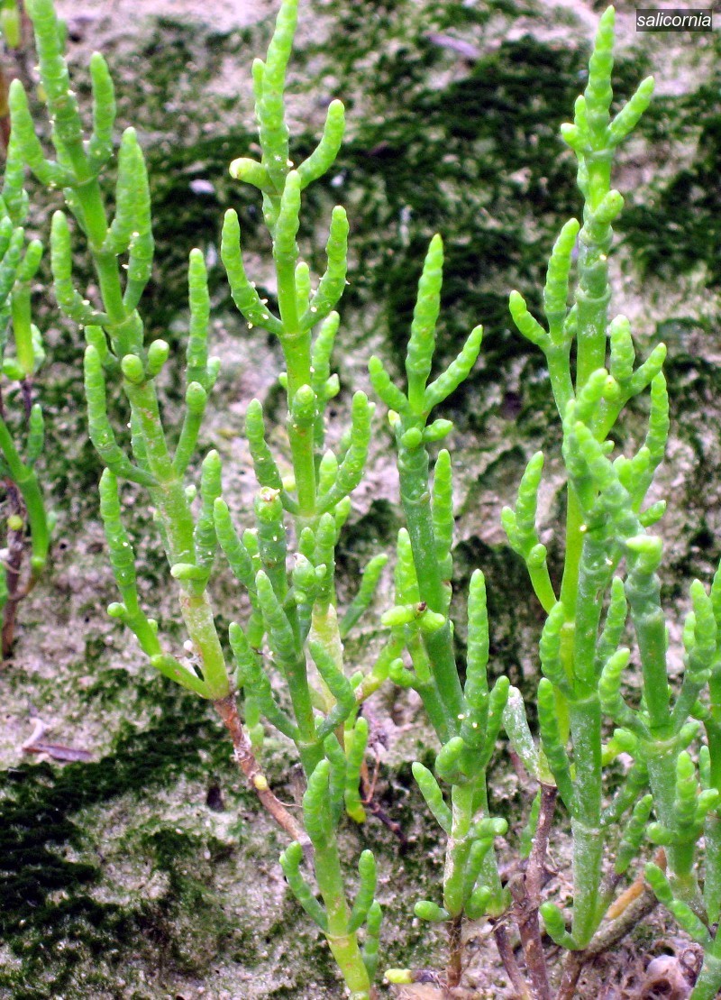 salicornia1 salicornia1