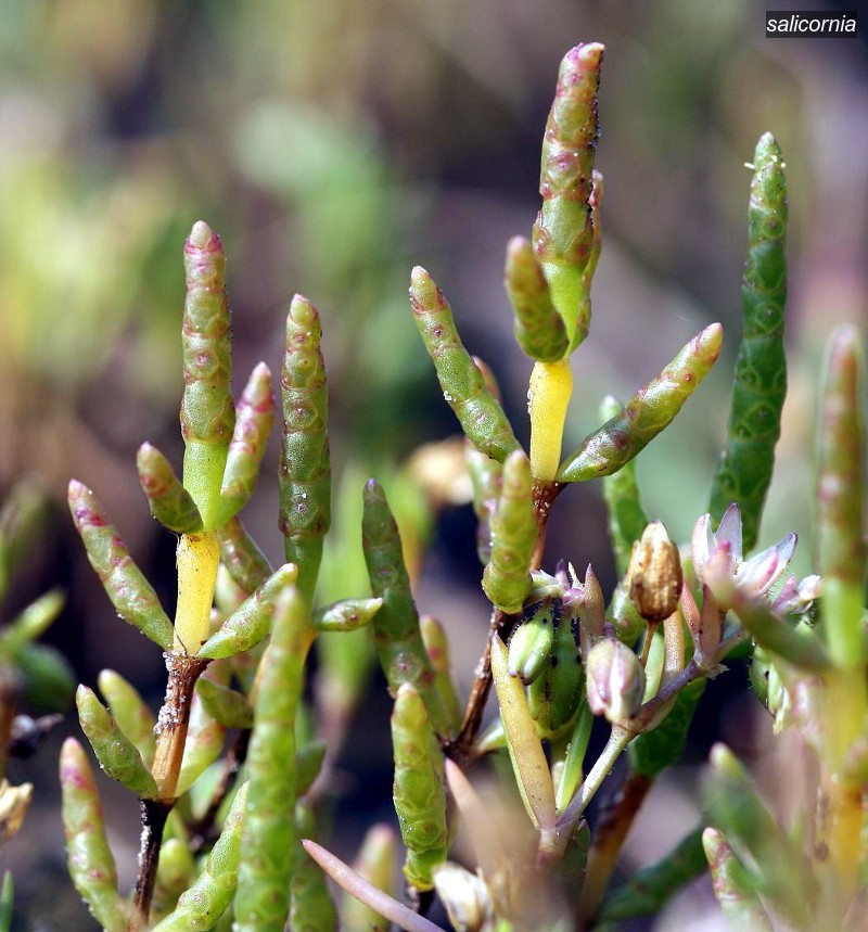 salicornia3 salicornia3