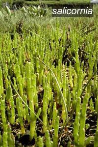 salicornia9 salicornia9