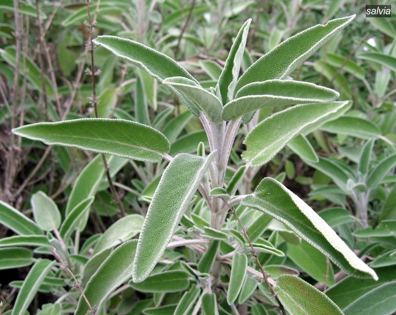 salvia2