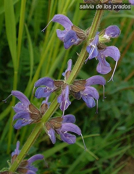 salvia de los prados0 salvia de los prados0