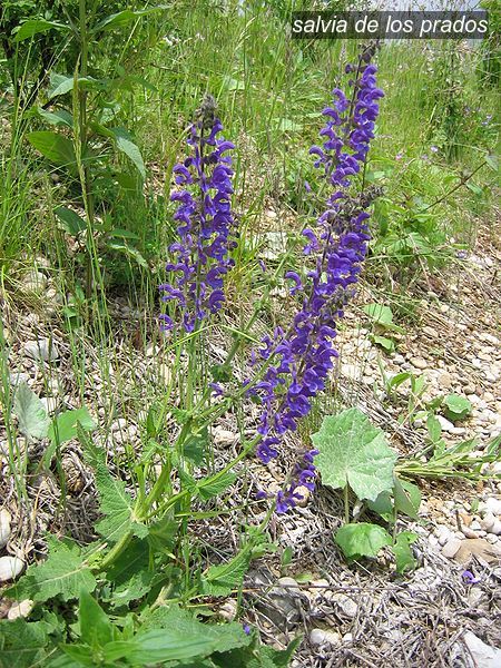 salvia de los prados1 salvia de los prados1