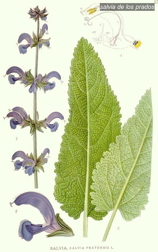 salvia de los prados2 salvia de los prados2