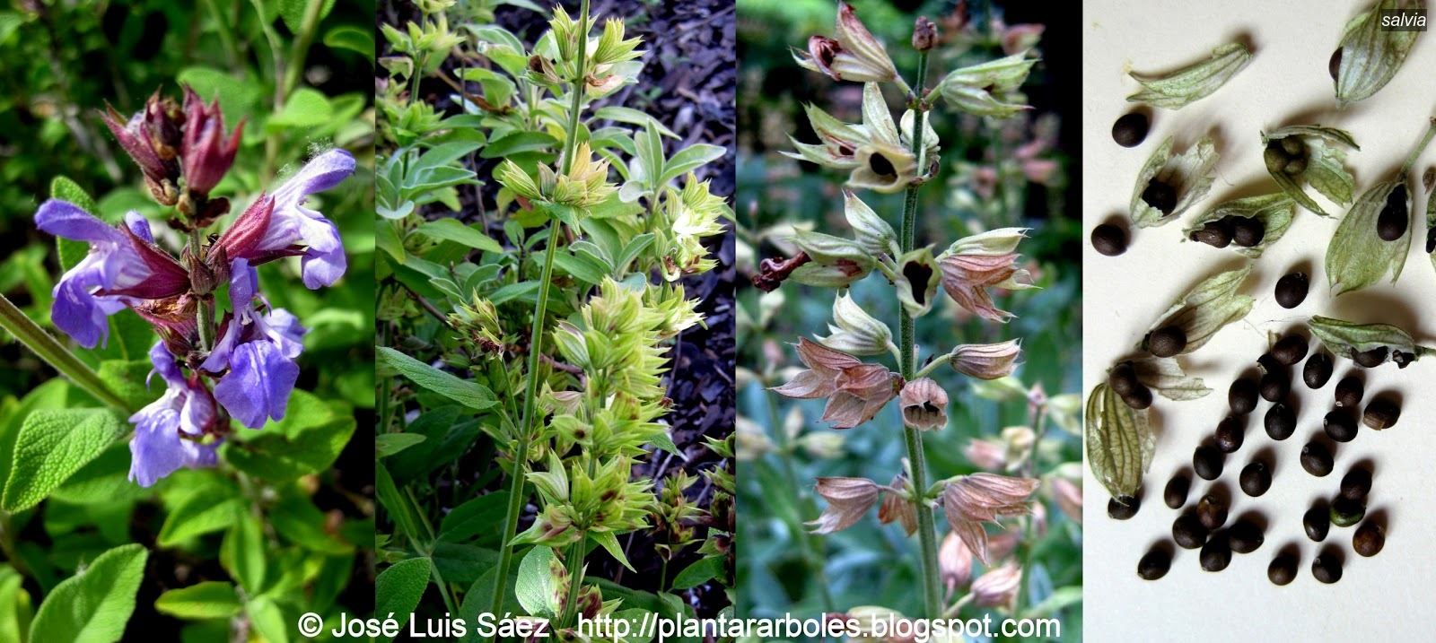Salvia officinalis