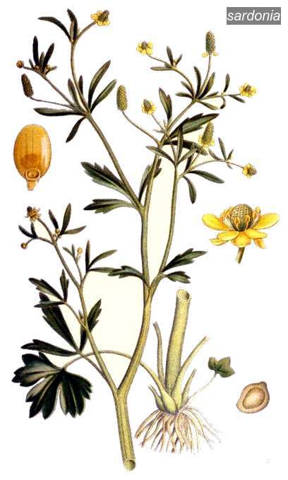 sardonia0