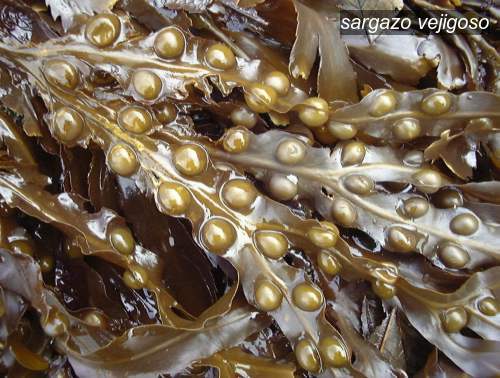 sargazo vejigoso0 sargazo vejigoso0