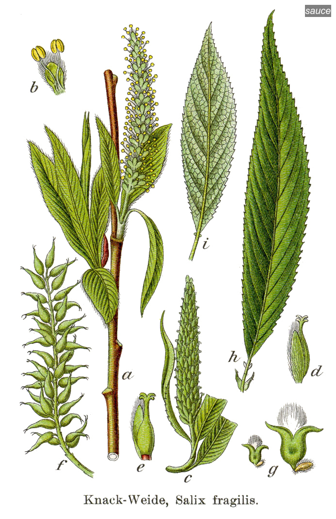 Salix fragilis Salix fragilis