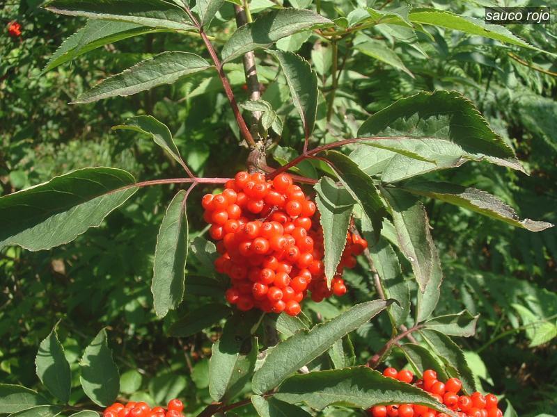 sauco rojo0